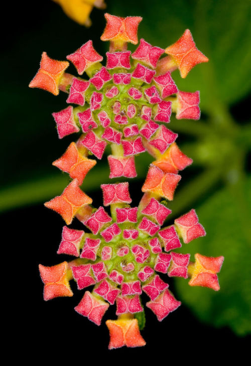 asylum-art-2:10 Photos Of Geometrical Plants For Symmetry Lovers   Who said math can’t be interestin