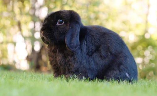 Legend = Bunny With Perky Ears
