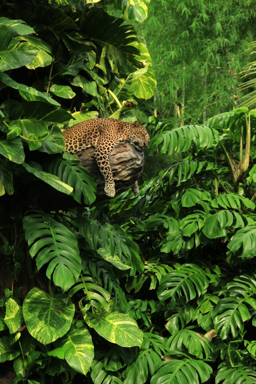 Sleeping panther at East Java by Radu. Source : travelgurus.tumblr.com , via tinamotta.tumblr.com