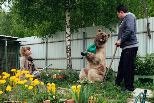 Russians, Svetlana and Yuriy Panteleenko adopted Stepan, a 7ft tall and 300lb bear and have domestic