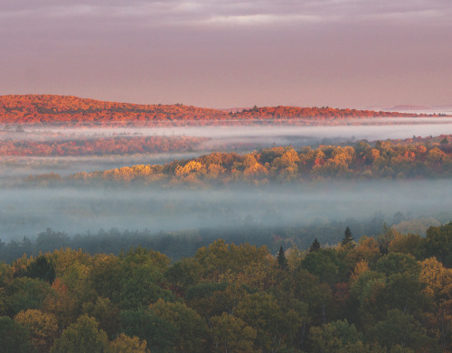  Layers in the Algonquin mist. 