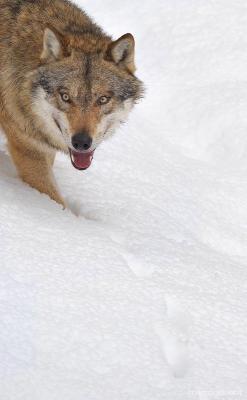 Bendhur   llbwwb:  WOLF by  Marco Gesiot 