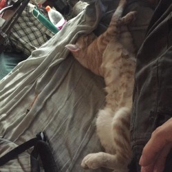 Comfy? 🤔🧐😆  (Roommates cat)   #animallover #catlover #cat  https://www.instagram.com/p/BvH4-EblpCO/?utm_source=ig_tumblr_share&amp;igshid=t12pw8xeju5r