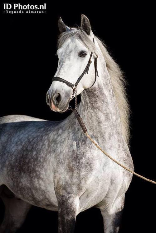 Amaranto de AimaranPegaso XX  x  Organza II Andalusian,...