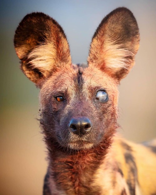 Photo by @alvarowildlifephoto Wild dog in Mana Pools National Park. #wild #nature #wildlife #animals