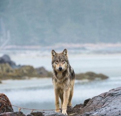 wolfsheart-blog:Sea Wolf by Ian McAllister