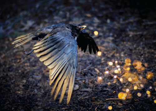 artofmaquenda: PART 1 The Road to Awe “I see the stars in your eyes” said he.“Reflections merely.” Said the crow.“Memories and premonitions” the voice, a soft rebuke.“How can you know such things as the sky will not tell?” crow asked,“I