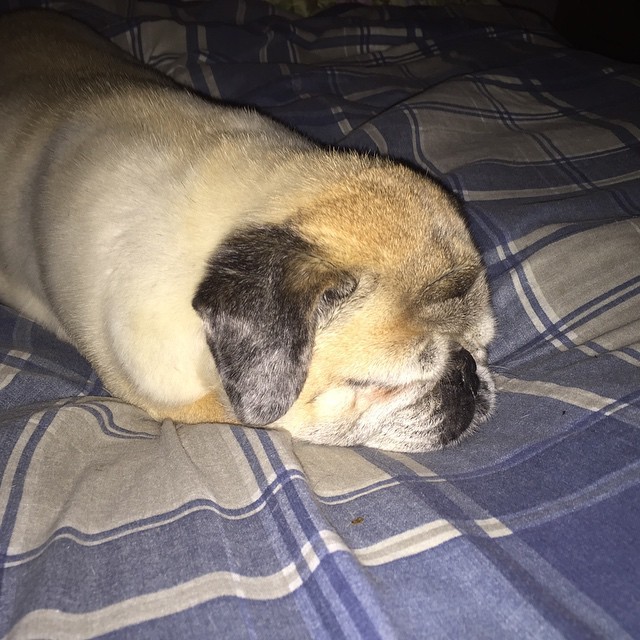 ilovepugs4ever:  Follow Dog Quotes.