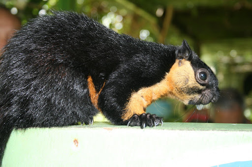 cool-critters:  Black giant squirrel (Ratufa bicolor) The black giant squirrel is