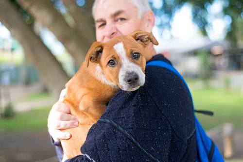 dogsandpupsdaily:  - Australian Cattle Dog Mix. Want more? Follow:http://dogsandpupsdaily.tumblr.com/