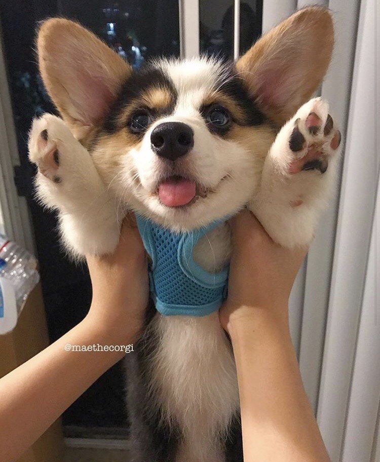 aww-so-pretty:  Hello human