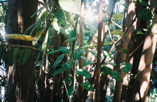 notaplacetohide:  Yashica T3, Sydney 2015.