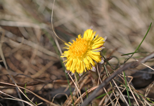 Coltsfoot / hästhov or tussilago in Swedish - another sure sign of spring. Ah, these are happy times