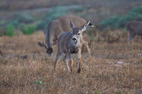 Creatures of Point Reyes Point Reyes is a beautiful place to visit. We camped out in Mount Tamalpais