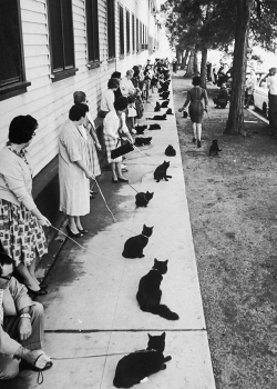 vintagegal:   Owners with their black cats, waiting in line for an audition in the movie “Tales of Terror.” Hollywood, CA, 1961 (via)  