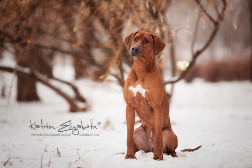 &ldquo;Rhodesian Ridgeback&rdquo; Canon EOS 5D Mark II + 135mm f/2L USMAuthors: Katrin Lebedinskaya 