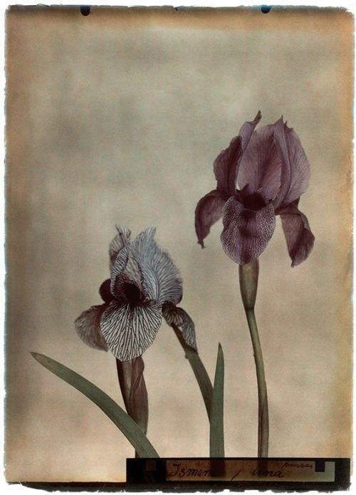 bohemiandecadence: Leendert Blok: Silent Beauties: Color Photographs from the 1920s (publ. 2015)