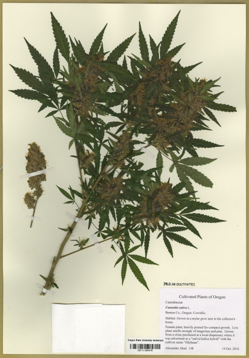 A Cannabis sativa specimen from the Oregon State University Herbarium.