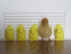 cubmodebruh:  wanafrick:  STOP SCROLLING. Do you see this? Peeps Marshmallow Chicks do not accurately represent a real chick in any way. They are shorter, they are unnaturally yellow, they have little dots for eyes. If Peeps were actual real chicks, they