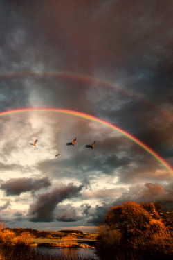 l0stship:  Flying Through The Rainbow {by