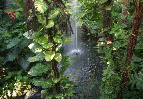 bali-tropical: stormy-tropics:      tropical/jungle vibes! xx