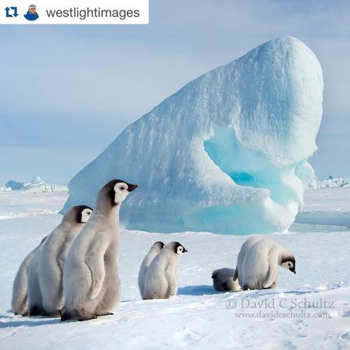 #Repost @westlightimages with @repostapp. ・・・ Emperor #penguin #chicks checking out an iceberg in th