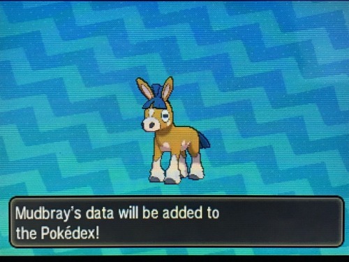 shiny donkey!