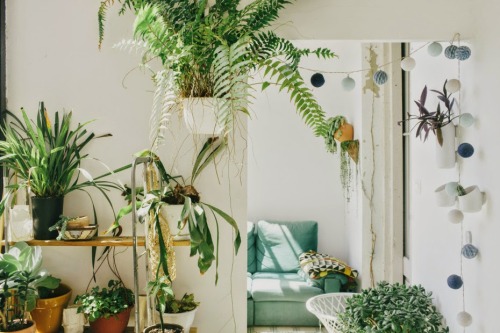 bohemianhomes:Houseplants and pompoms