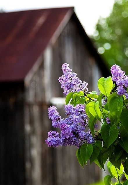 nordicsublime:Syringa