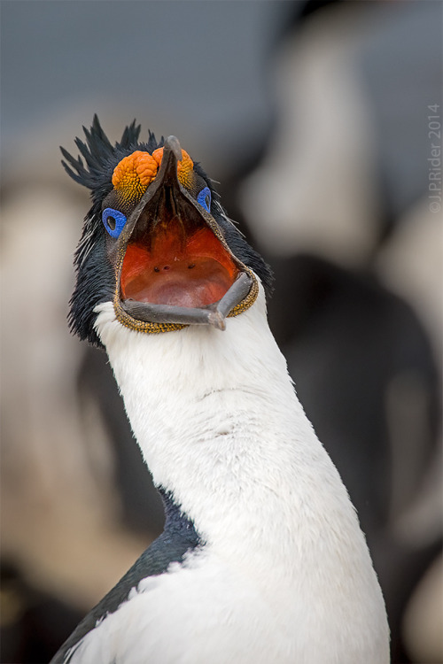 fairy-wren:  Rock Cormorant 