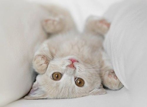 cute,kitten