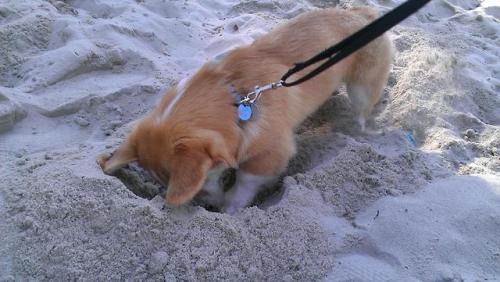omelettethecorgi:  *dig dig dig*“Hey Omelette what did you find in there?”“Sand!” 