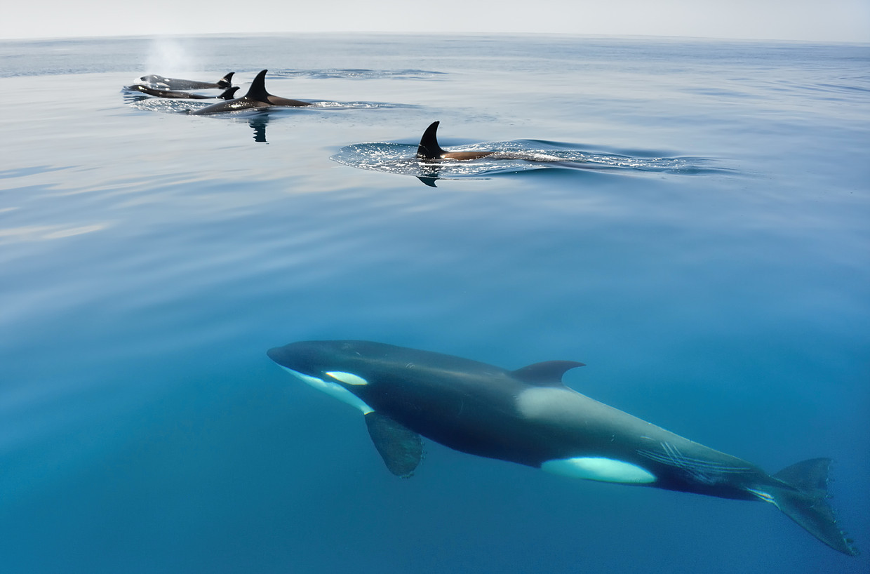 tropical-orcas:  Orcas Offshore From Osa Peninsular, Costa Rica Photo by David Currey.