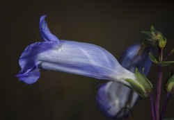 mdeanstrauss:Penstemon grandifloras… this