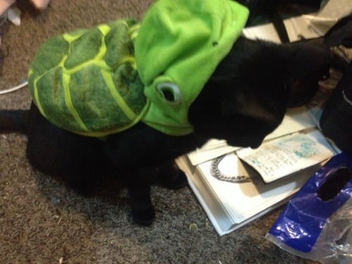 signsignified:  Forlorn turt