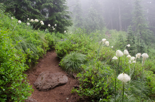 Bear grass lines the trail to Spray Park by d*lindsay