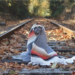 thatsthat24:  balfies:gnomehat1:Is this a pug in a rug  he looks so wise Much courage you seek