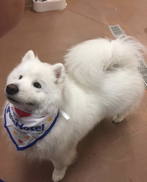 neothesamoyed:The best boy