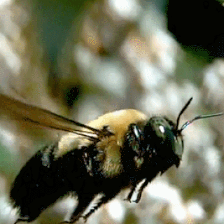 Bumble Bee Stimboard For Bee @n1tram-style 