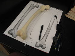 thescienceofillustration:  Femur in progress!