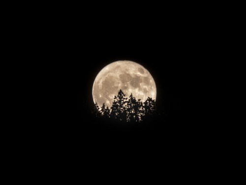 Supermoon rising above the trees