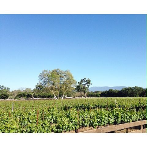 Wine Tasting #California #vineyard #blackjack #wine #grapes #winetasting #today #view #santaynez (at