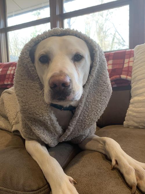 pitbullsoverload:I promised when we rescued him that he would never spend another night in the cold.