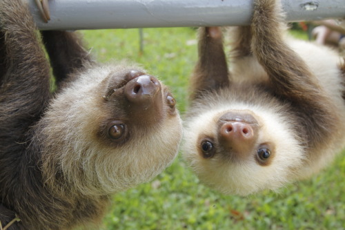 thatslothblog: just hangin’ out