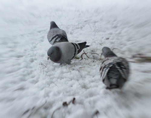annapolisrose:Some pigeons in the snow.