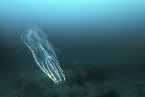  Arctic comb jellies, weird little creatures.Photographed while diving in the arctic ocean.Lofoten I