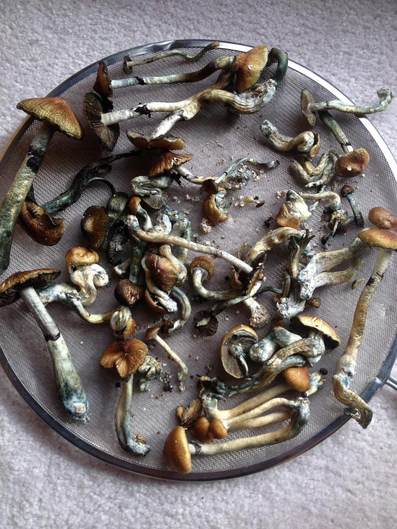 cultivate-mycelium:  Lets just trip or something. 