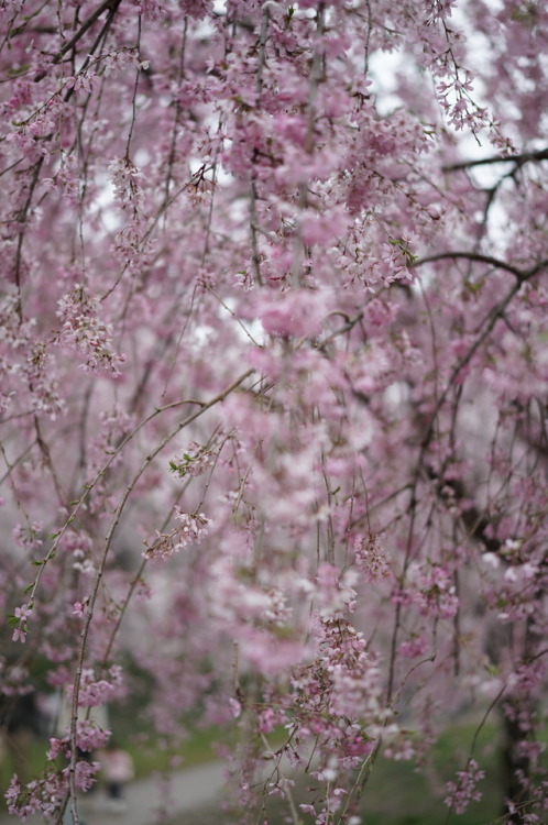 念願の権現堂の桜と菜の花です。 お天気が悪い事はわかっていたけど この日に行かないと 今年はもう見られないので 思い切って行ってきました。 案の定、あいにくのお天気だったけど 滞在中は大丈夫でした。 