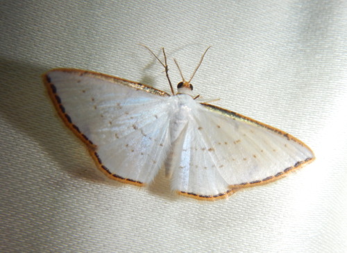 buggirl:   Look at the gold borders on this one!!   Maquipucuna, Ecuador 