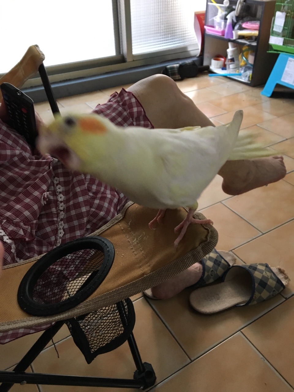 floweythebirdy:  Absolute HATE